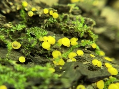Calycina