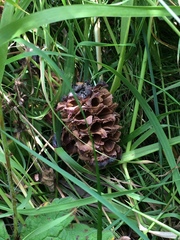 Pinus sibirica