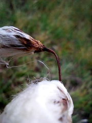Eriophorum angustifolium
