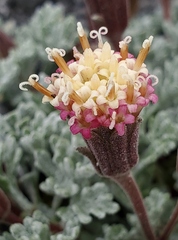 Chaenactis nevadensis