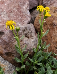 Senecio fremontii