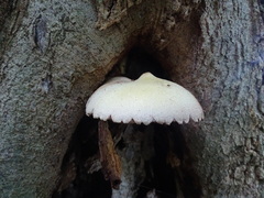 Volvariella