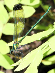 Calopteryx dimidiata