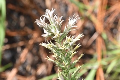 Liatris bridgesii