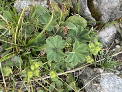 Alchemilla vulgaris