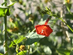 Ipomoea cristulata