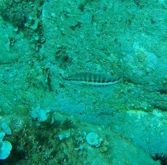 Serranus cabrilla
