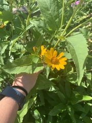 Heliopsis