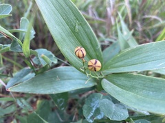 Maianthemum stellatum