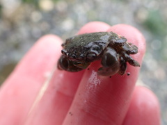 Hemigrapsus oregonensis