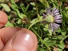 Erigeron coulteri