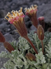 Chaenactis nevadensis