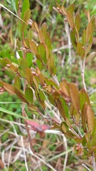 Chamaedaphne calyculata