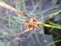 Carex flava