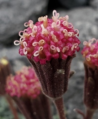 Chaenactis nevadensis