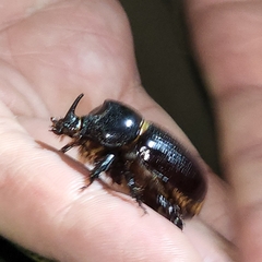 Xyloryctes jamaicensis