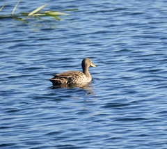 Anas undulata undulata