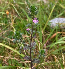 Euphrasia stricta