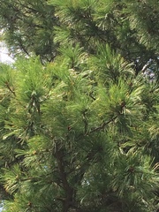 Pinus sibirica