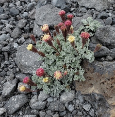 Chaenactis nevadensis