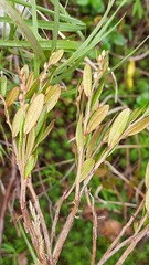 Chamaedaphne calyculata