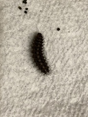 Apantesis parthenice