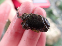 Hemigrapsus oregonensis