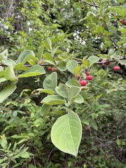 Malpighia mexicana