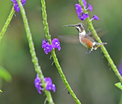 Calliphlox amethystina