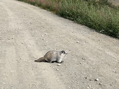 Marmota caligata
