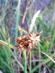 Carex flava