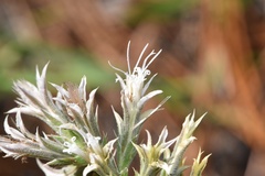 Liatris bridgesii