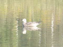 Larus argentatus