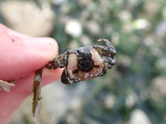 Hemigrapsus oregonensis