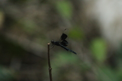 Erythrodiplax funerea