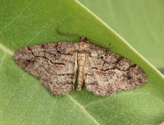 Neoalcis californiaria