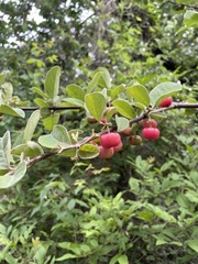 Malpighia mexicana