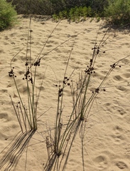 Scirpoides holoschoenus