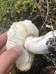 Russula nigricans