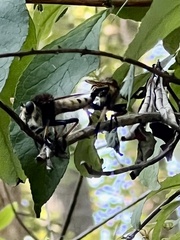 Promachus rufipes