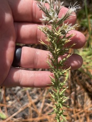 Liatris bridgesii