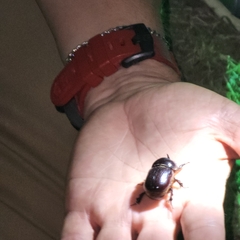 Xyloryctes jamaicensis