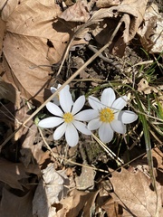 Sanguinaria canadensis