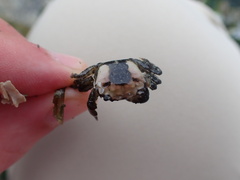 Hemigrapsus oregonensis