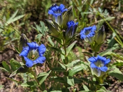 Gentiana parryi