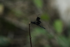 Erythrodiplax funerea