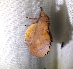 Gastropacha quercifolia