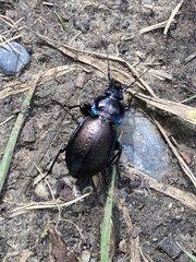 Carabus nemoralis