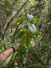 Alstonia macrophylla