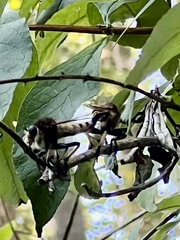 Promachus rufipes
